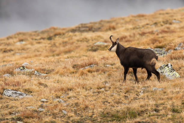 istock Tatra chamois standing on mountains in autumn nature 1419350720