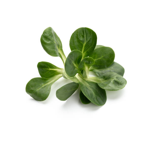 istock Corn Salad Leaves isolated on white background. 1419350742