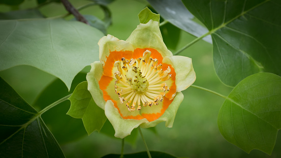 Beautiful close-up photo of an orange, yellow and green tulip tree blossom with a soft blurred background of green leaves on a sunny spring day. Copy space.