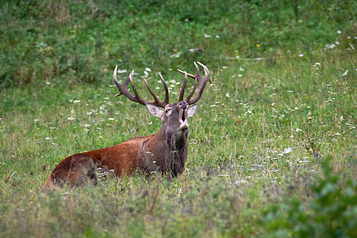 Old Red deer stag (Cervus elaphus) . Wild Deer.