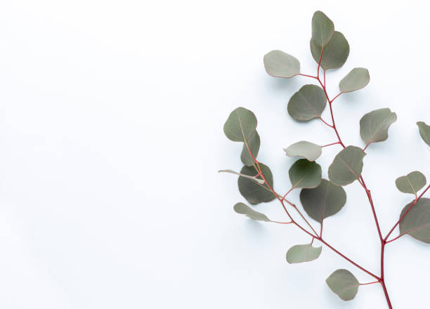 istock Eucalyptus composition. Pattern made of various colorful flowers on white background. Flat lay stiil life. 1419351057