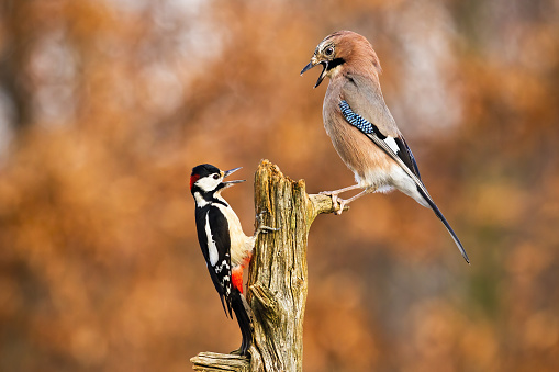 Great spotted woodpecker, dendrocopos major, and eurasian jay, garrulus glandarius, fighting on stump in autumn. Two birds sitting on tree in forest. Pair of featehred animals with open beaks in woodland.