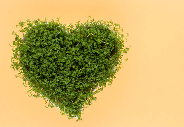 istock Creative layout made of sprout seed heart bowl. Flat lay, top view. Food ingredient pattern. 1419351164