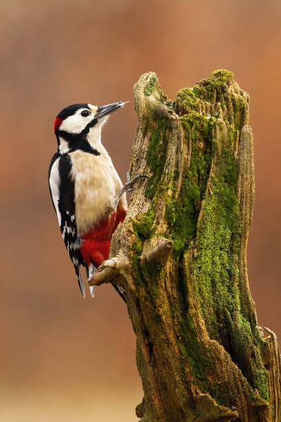 istock Great spotted woodpecker climbing on tree in autumn 1419351174
