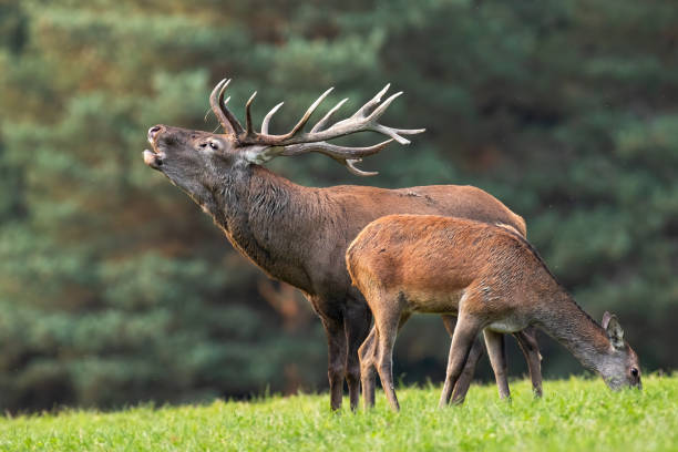 istock Red deer roaring next to hind grazing on meadow in autumn 1419351427