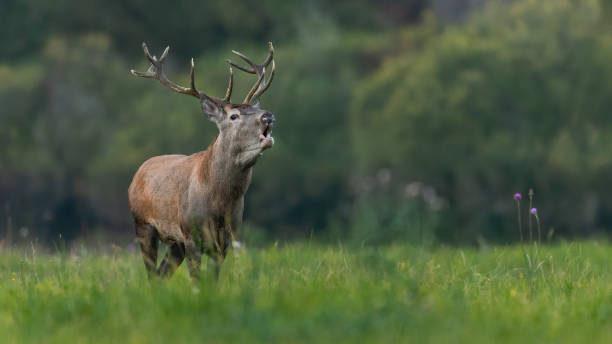 istock Red deer roaring on green meadow in summertime nature 1419351600