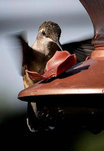 Female Hummingbird at the feeder