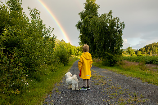 Little child with yellow raincoat and maltese dog, walking on a path, rainbow in front of him, Norway nature