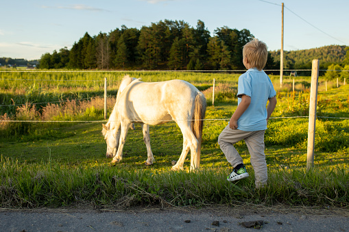 Child, toddler, looking at beautiful horses, caressing them