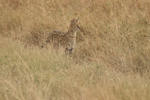 Serval cat (Leptailurus serval) looking for mices
