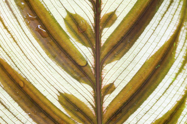 istock Goeppertia makoyana Peacock Plant leaf texture surface macro closeup 1419353312