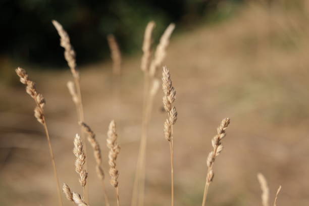 istock Dry Grass and Seed heads in Canada 1419353349