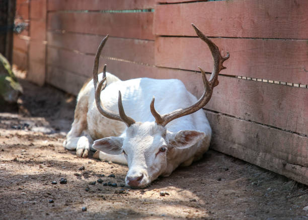 A white fallow deer imprisoned in a zoo looks to freedom