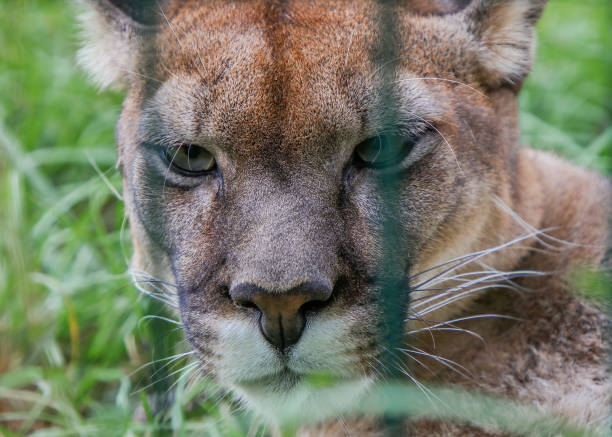 Eyes of a cougar behind bars Eyes of mountain lion behind bars at zoo brigham young university stock pictures, royalty-free photos & images