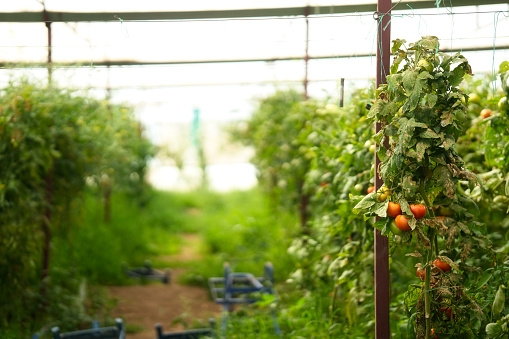 Tomatoes farming in modern greenhouse