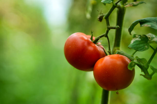 istock Tomatoes farming in modern greenhouse 1419355037