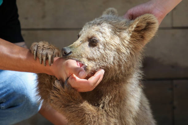 istock A bear snatched from its mother at the zoo 1419355120