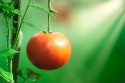 Tomatoes farming in modern greenhouse