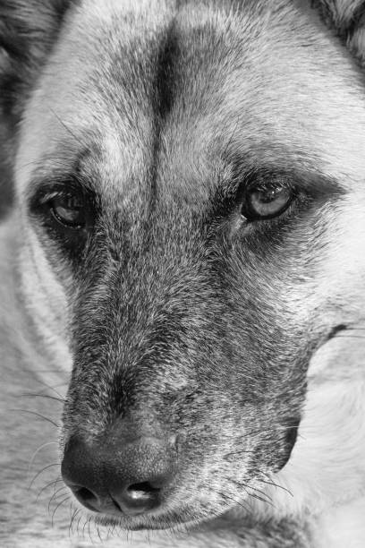 istock Malinois Face Close Up in Black and White 1419356612