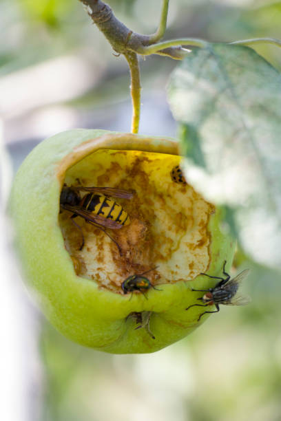 uma vespa come uma maçã em uma macieira. - rotting fruit wasp food - fotografias e filmes do acervo