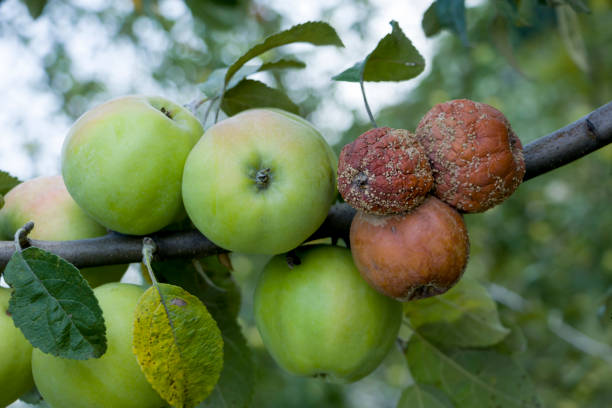 moniliasis jabłoni. - apple rotting fruit apple tree zdjęcia i obrazy z banku zdjęć