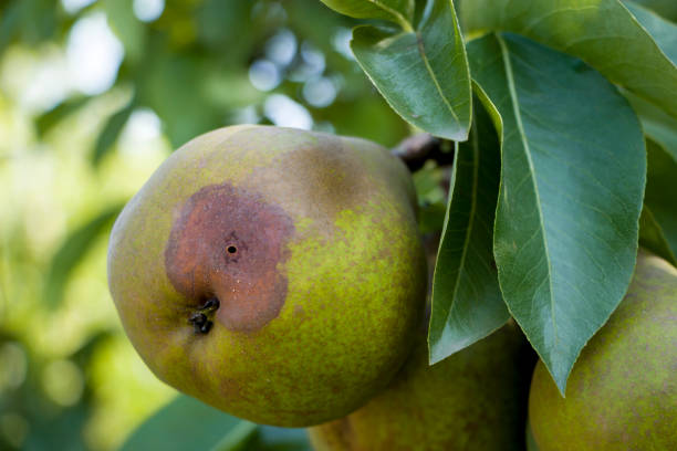 istock Pear moniliasis. Fruit rot of pear. 1419358745