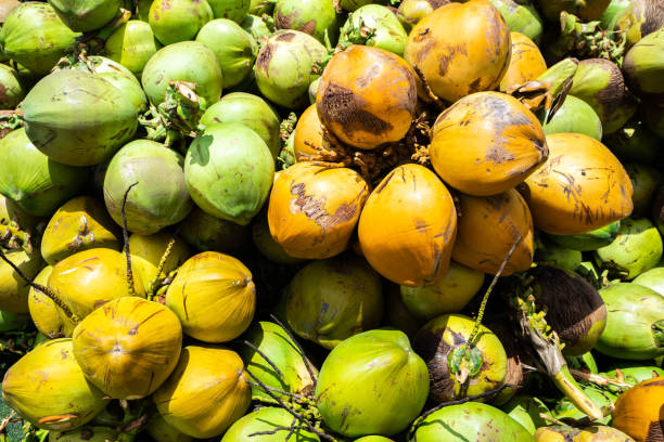 istock Fresh and dry coconut background 1419359091