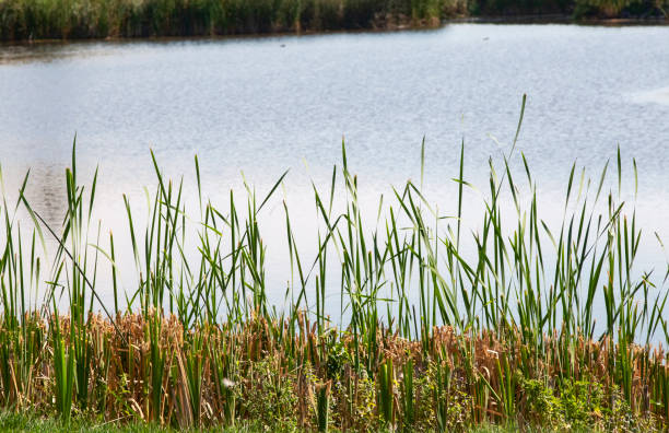 istock Down by the Creekbank 1419360433