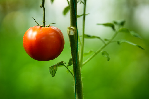 Tomatoes farming in modern greenhouse