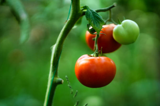 istock Tomatoes farming in modern greenhouse 1419362370