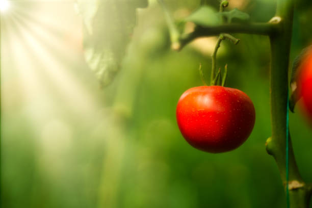 A red tomato is sitting on a leafy green plant. The tomato is the main focus of the image, and it is ripe and ready to be picked. The plant is lush and healthy, with many leaves surrounding the tomato