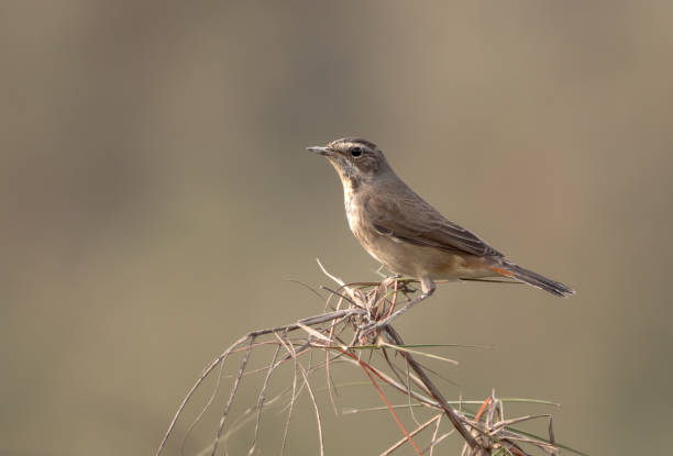istock Female bluethroat.bluethroat is a small passerine bird. 1419362597