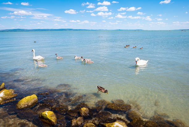 Swans and ducks are floating in Lake Balaton on a sunny day in summer.