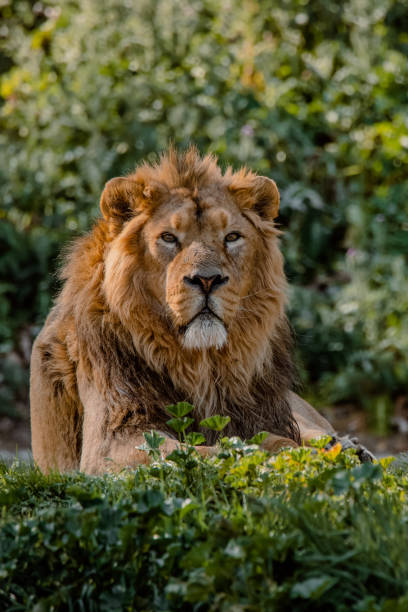 Facial portrait of a male Asian lion Facial portrait of a male Asian lion resting on the grass asian lion stock pictures, royalty-free photos & images