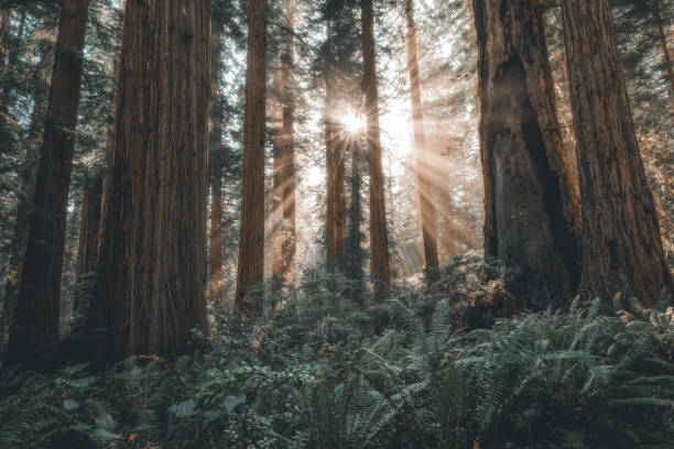 istock Magical morning light in the Redwoods forest 1419368090