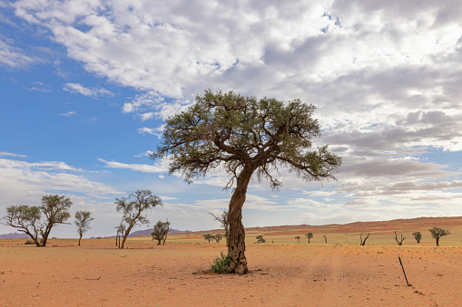 Camelthorn trees in arid landscape Namib Desert Namibia
