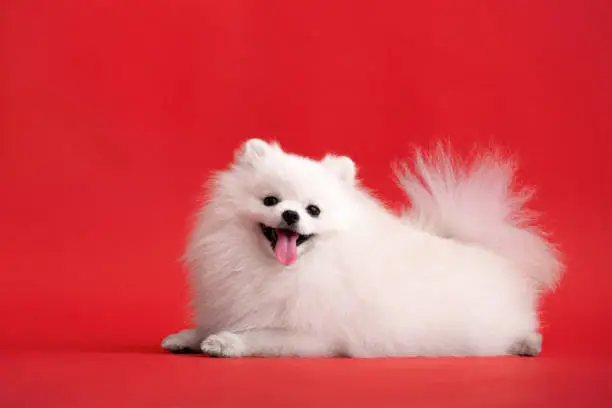 Portraite of cute fluffy puppy of pomeranian spitz. Little smiling dog lying on bright trendy red background.