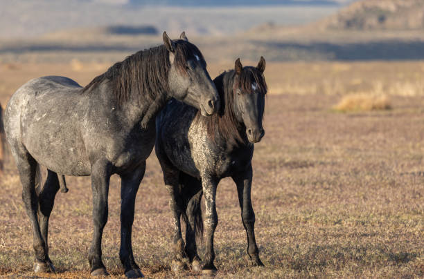istock Wild Horses in the Utha Desert in Spring 1419370734