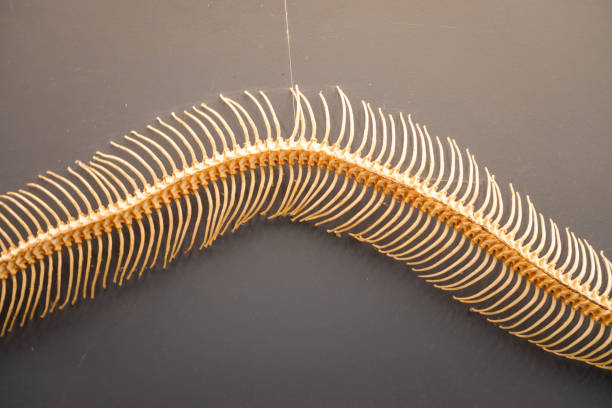 istock Skeleton of a snake at an exhibition 1419370781