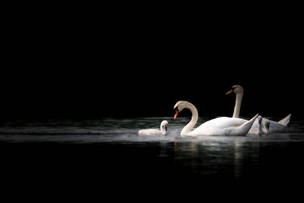istock A Swan With A Baby On A Black Background 1419371081