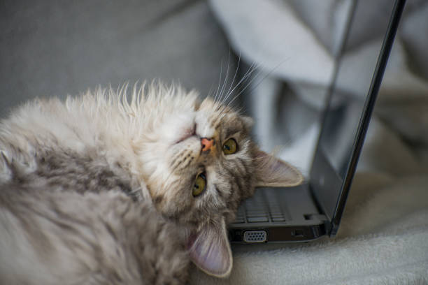 istock Fluffy Cat relaxes Indoors with Laptop 1419372201