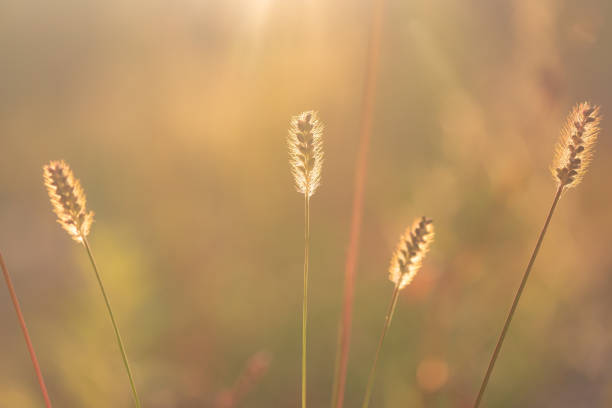 istock Wild plant in the rays of the setting sun 1419372235