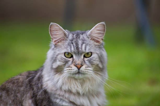 istock Fluffy Cat in the Garden 1419372254