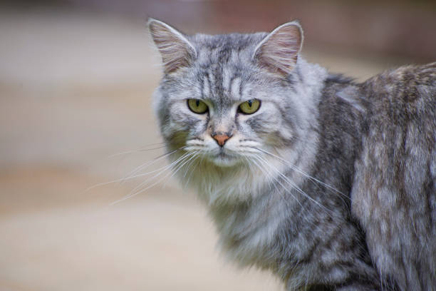 istock Fluffy Cat in the Garden 1419372274