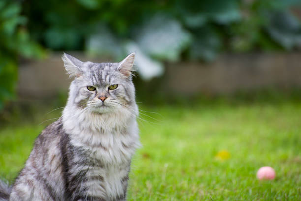 A grey and white Siberian Forest Cat sits on a lawn with a pink ball in the background.