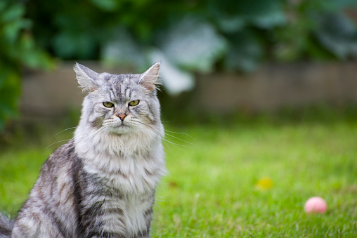 A grey and white Siberian Forest Cat sits on a lawn with a pink ball in the background.