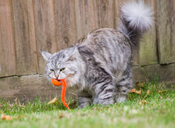 istock Fluffy Cat in the Garden 1419372374