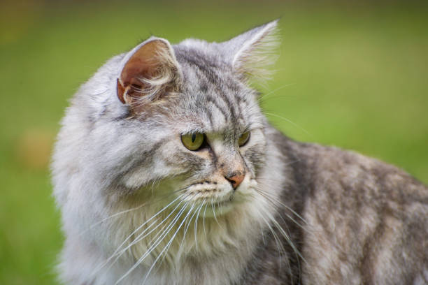 istock Fluffy Cat in the Garden 1419372387