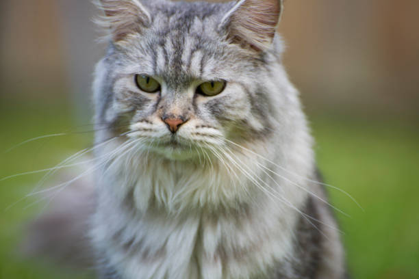 istock Fluffy Cat in the Garden 1419372397