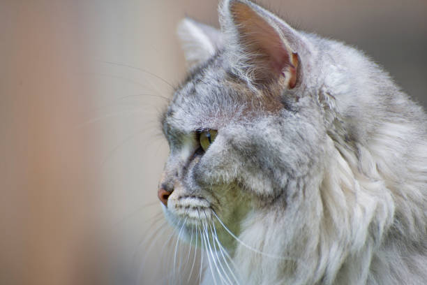 istock Fluffy Cat in the Garden 1419372399